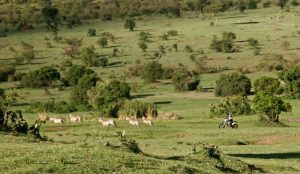 Kenia cebras Gustavo Cuervo 