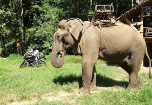 Elefante Tai moto