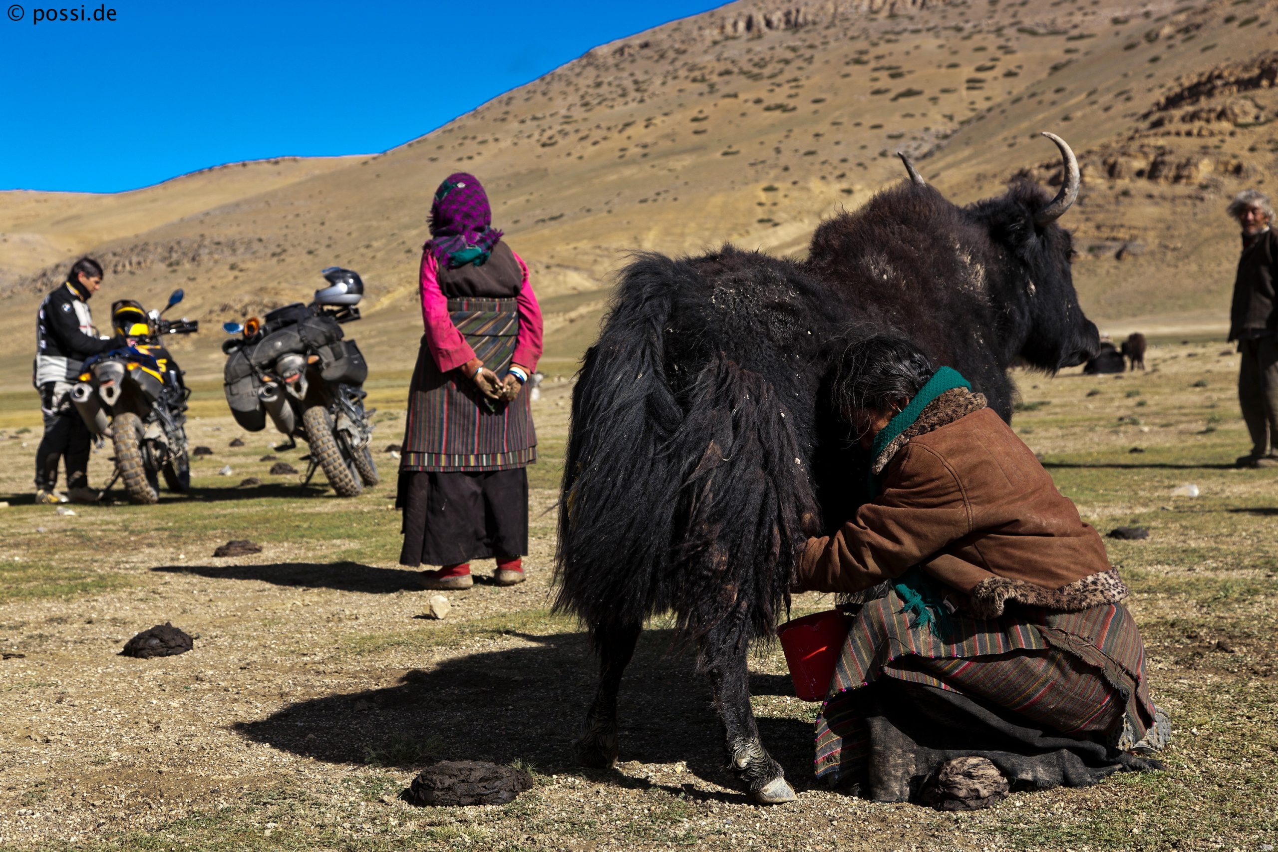 Yaks y nomadas Tibet